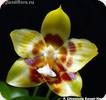 P. Chienlung Sweet Heart x Tying Shin Fly Eagle Nan